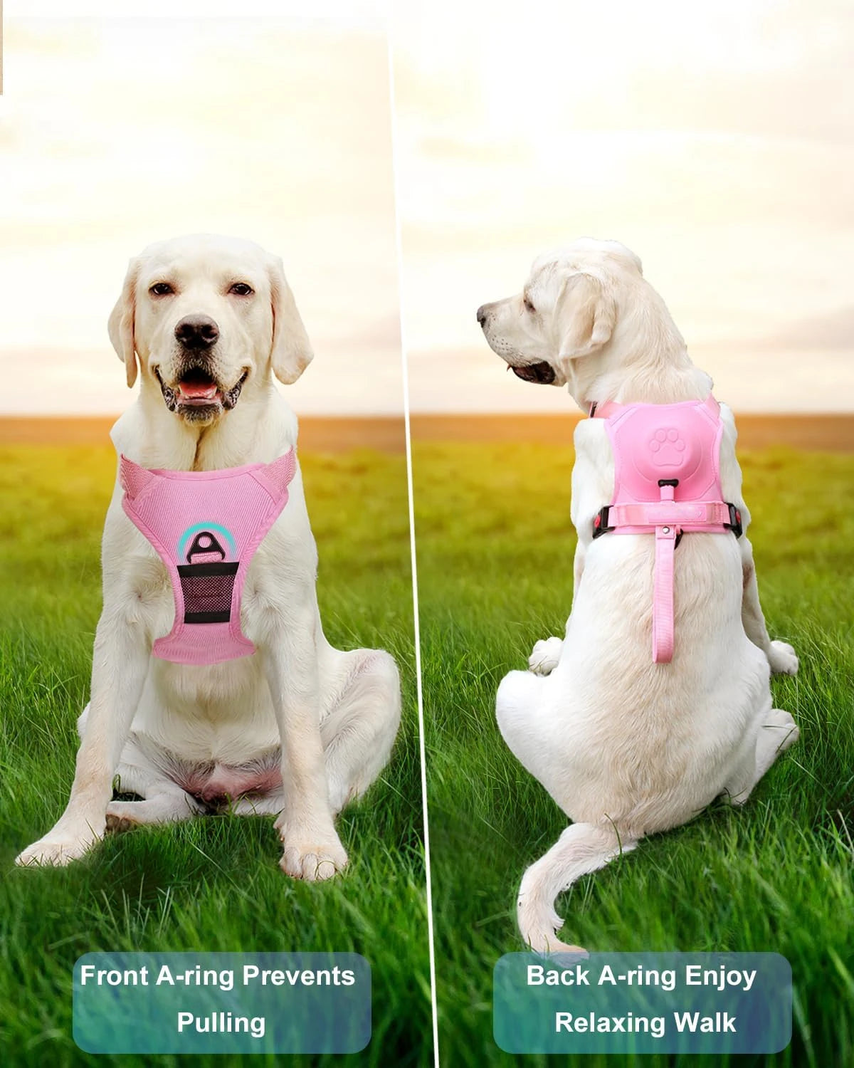 Harnais pour chien avec laisse rétractable intégrée
