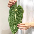 Leafy - Serviette à Main en Microfibre Absorbante en forme de Feuille